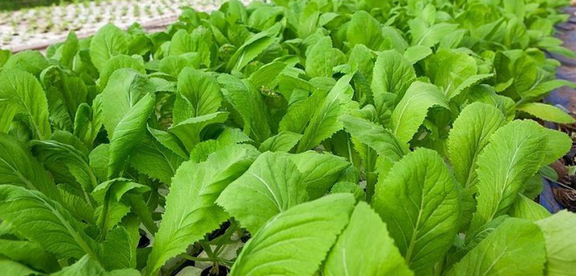 Sản phẩm rau củ quả đạt tiêu chuẩn VietGap, đảm bảo an toàn cho người tiêu dùng.