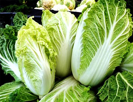 Cải thảo trắng