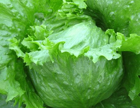 Xà lách iceberg
