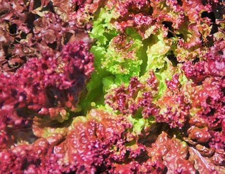 Xà lách lô lô tím